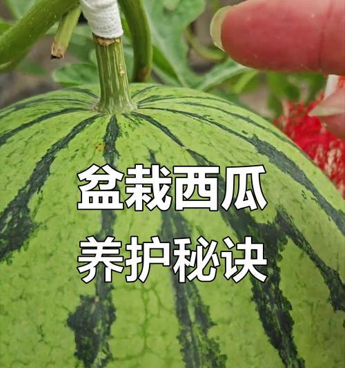 西瓜坐果后如何正确浇水？最佳浇水时间是什么时候？