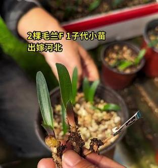 君子兰繁殖时如何照顾两个小苗？