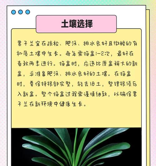 君子兰繁殖时如何照顾两个小苗？