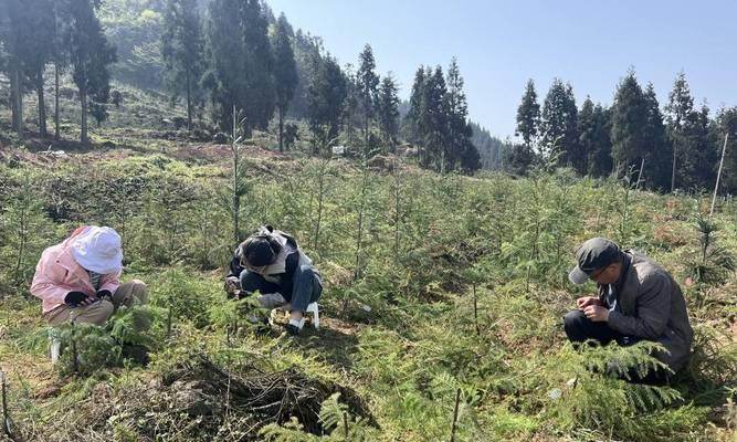 柳杉树播种的最佳季节是什么时候？