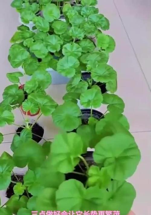 天竺葵星系花苗的养护方法是什么？如何培养出健康的天竺葵星系花苗？