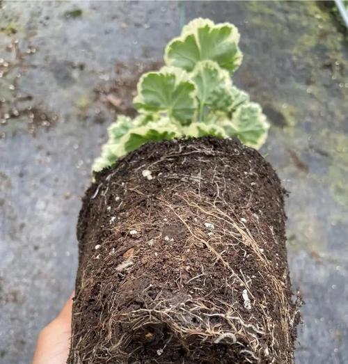天竺葵星系花苗的养护方法是什么？如何培养出健康的天竺葵星系花苗？