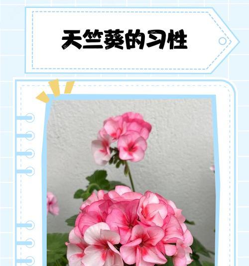 天竺葵星系花苗的养护方法是什么？如何培养出健康的天竺葵星系花苗？