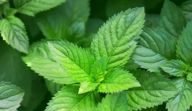 哪些香草植物最受欢迎？人气最高的香草植物特点是什么？