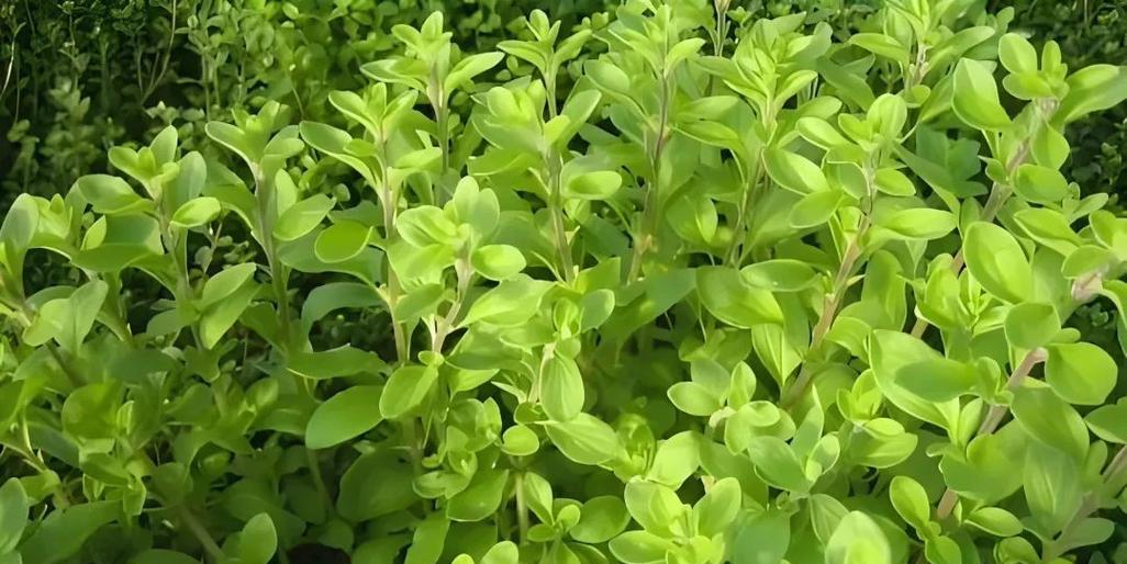 哪些香草植物最受欢迎？人气最高的香草植物特点是什么？