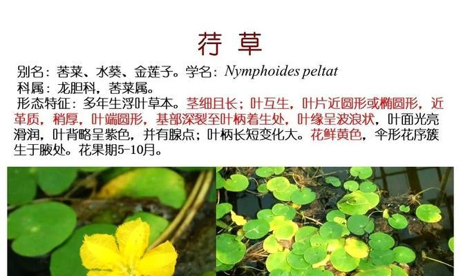 水生植物中哪些会结果实？常见带果水生植物介绍？
