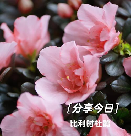 阳台养花总是死亡的原因是什么？