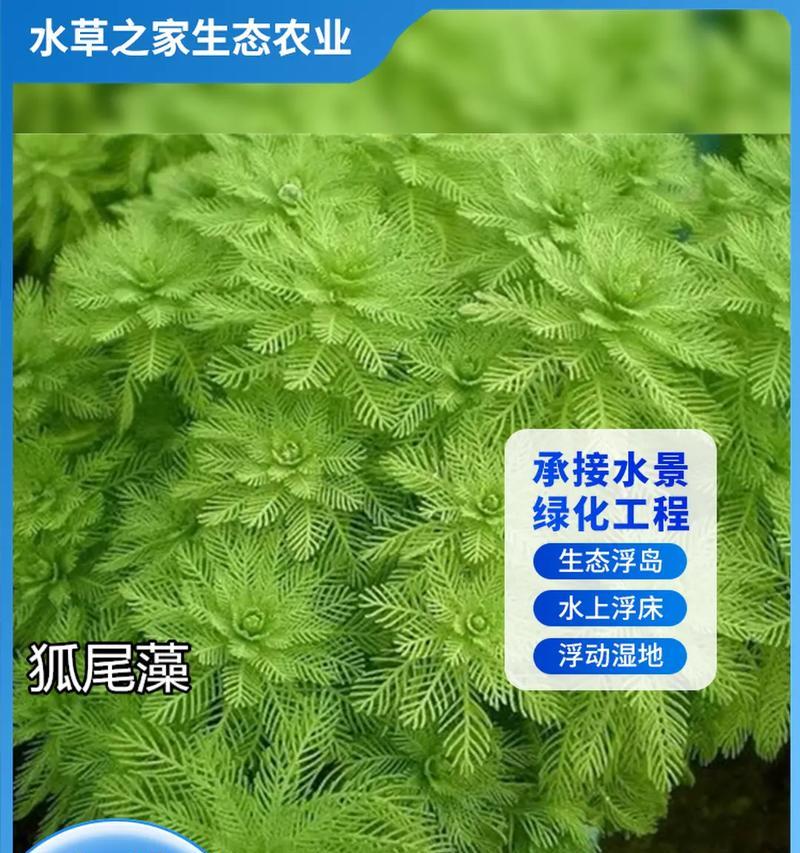 湘潭地区适合种植哪些沉水观赏植物？