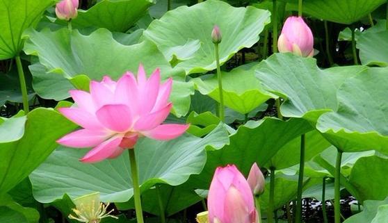 沭阳县水生植物种类有哪些？