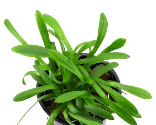 沭阳县水生植物种类有哪些？