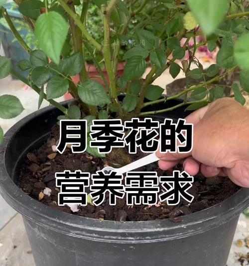 月季补铁的效果怎么样？补铁对月季生长的影响是什么？