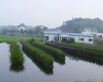 生态浮岛适合哪些观赏植物？