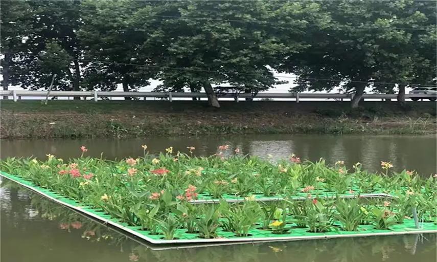 生态浮岛适合哪些观赏植物？