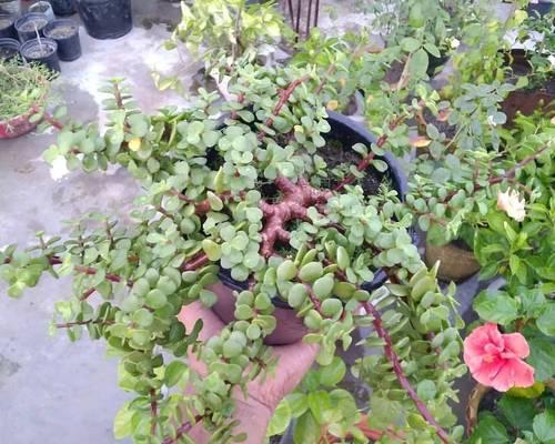 木本植物枝叶固定在树上的正确方法？