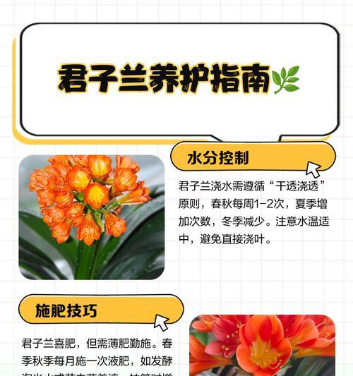 君子兰在室内养护有哪些禁忌？
