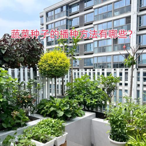 不同播种方法的特点是什么？哪种播种方式最适合家庭种植？