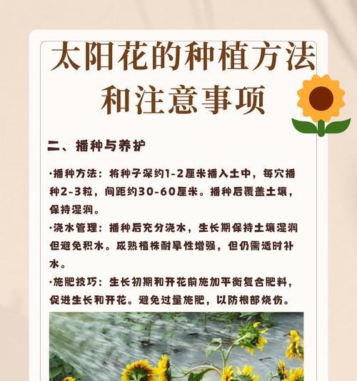 不同播种方法的特点是什么？哪种播种方式最适合家庭种植？