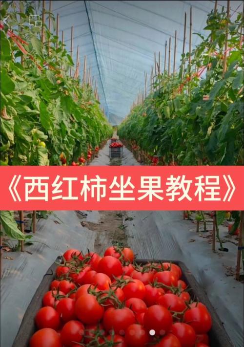 西红柿的最佳播种时间是什么时候？