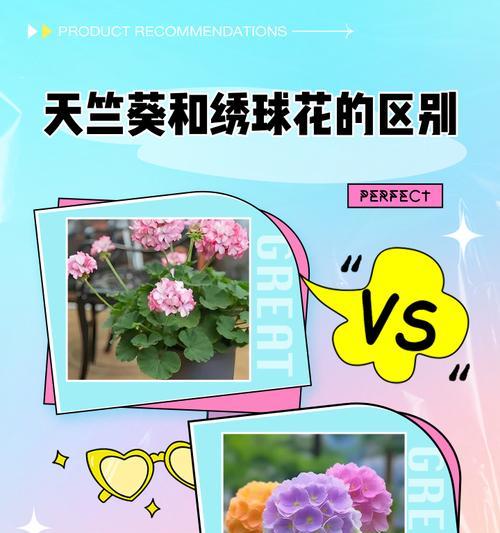 如何选择最佳的天竺葵品种？