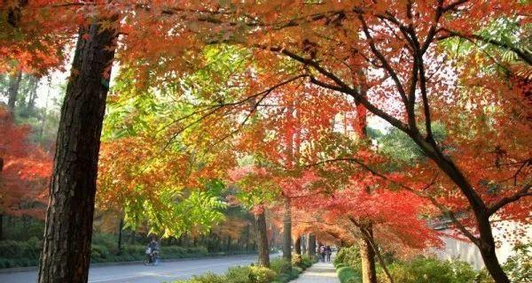 云松叶子发黄掉落的解决方法是什么？