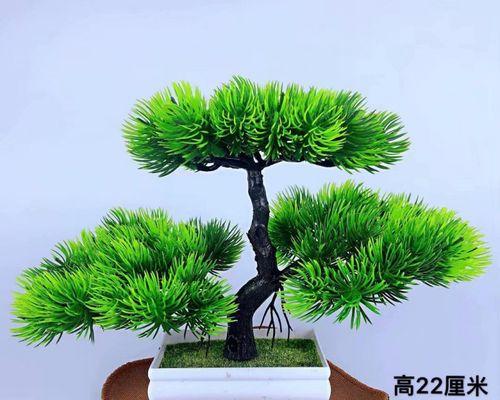 云松叶子发黄掉落的解决方法是什么？
