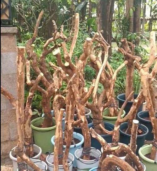 大桩三角梅快速入盆技巧：步骤与注意事项！