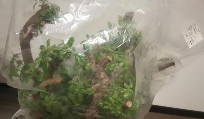 大桩三角梅快速入盆技巧：步骤与注意事项！