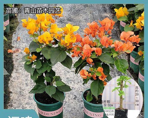 大桩三角梅快速入盆技巧：步骤与注意事项！