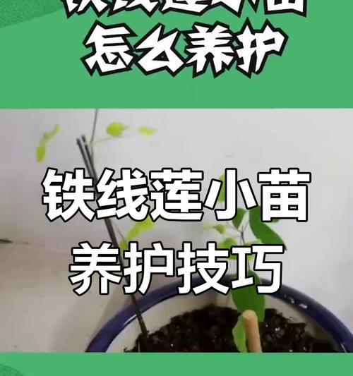 铁线莲栽培用什么土最好？栽培方法有哪些？