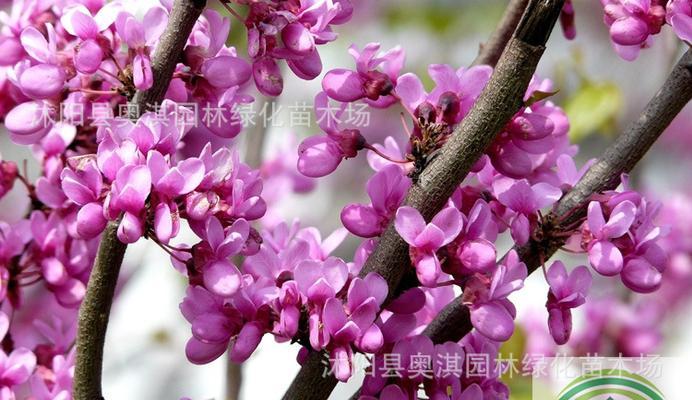 紫珠种子的最佳播种时间是什么时候？