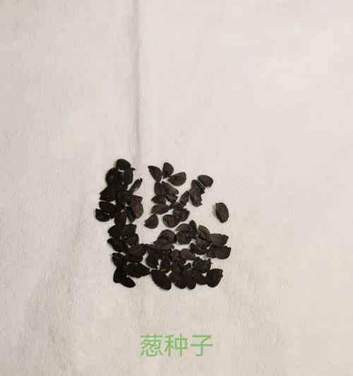 紫珠种子的最佳播种时间是什么时候？