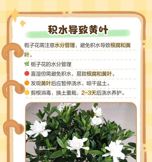 栀子花叶子发黄的应对措施是什么？