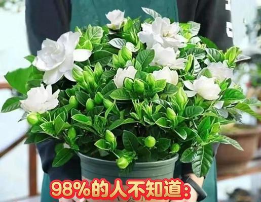 栀子花叶子发黄的应对措施是什么？
