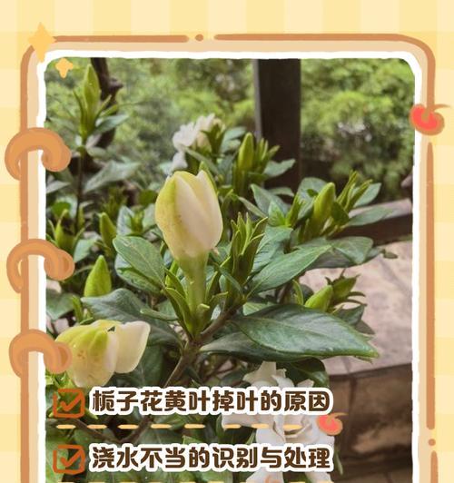 栀子花叶子发黄的应对措施是什么？