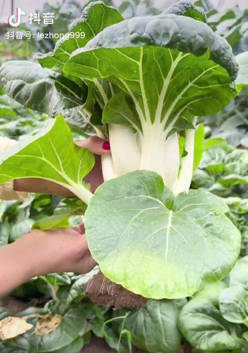 矮脚奶白菜什么时间播种？播种矮脚奶白菜的最佳季节是什么时候？
