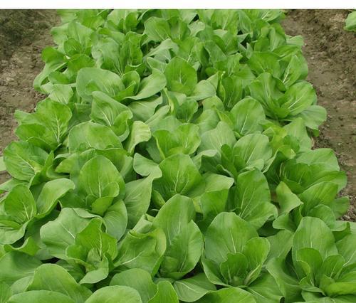 矮脚奶白菜什么时间播种？播种矮脚奶白菜的最佳季节是什么时候？