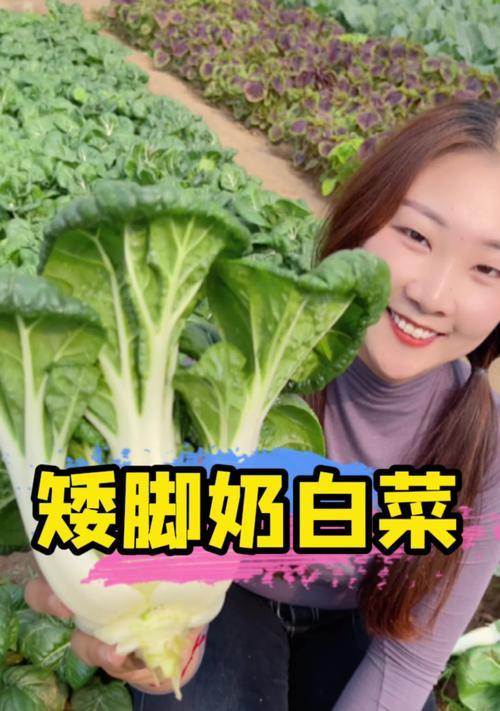 矮脚奶白菜什么时间播种？播种矮脚奶白菜的最佳季节是什么时候？