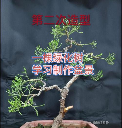 盆景造型入行需要哪些步骤？如何开始学习？