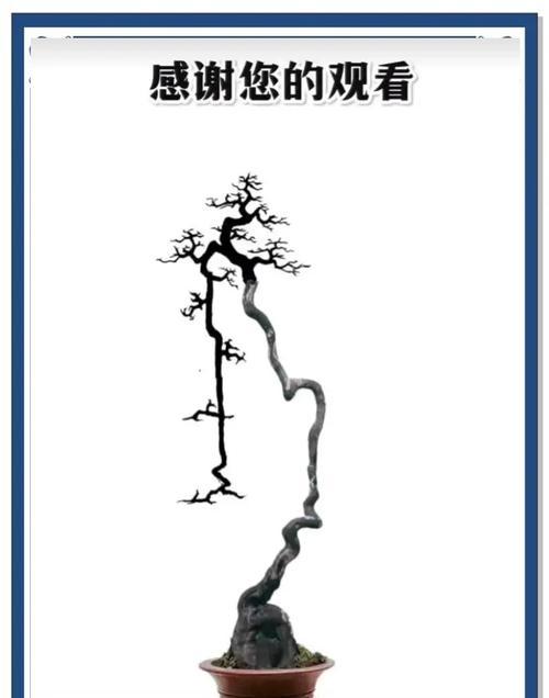 盆景造型入行需要哪些步骤？如何开始学习？