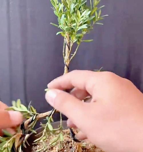 盆景造型入行需要哪些步骤？如何开始学习？