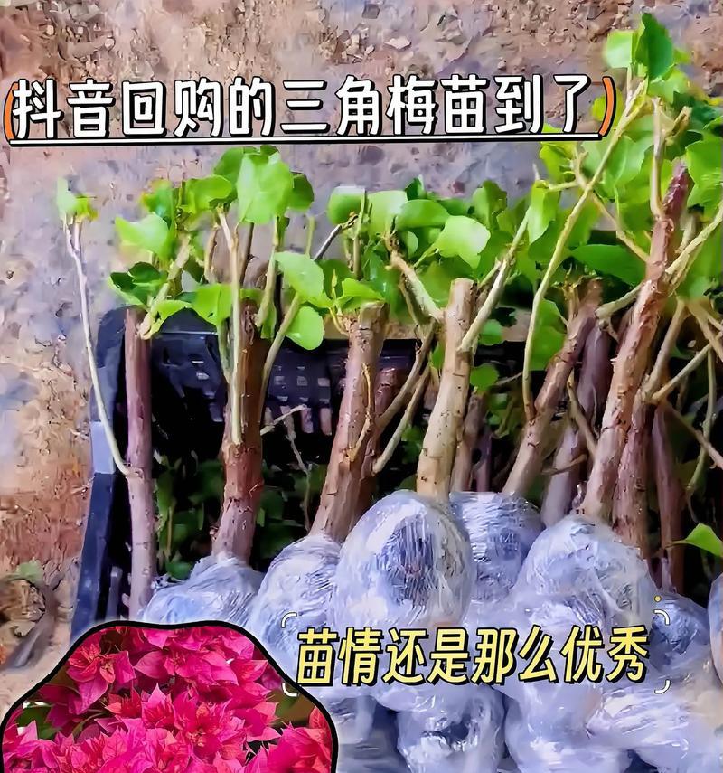 重瓣粉三角梅的正确养护方法是什么？