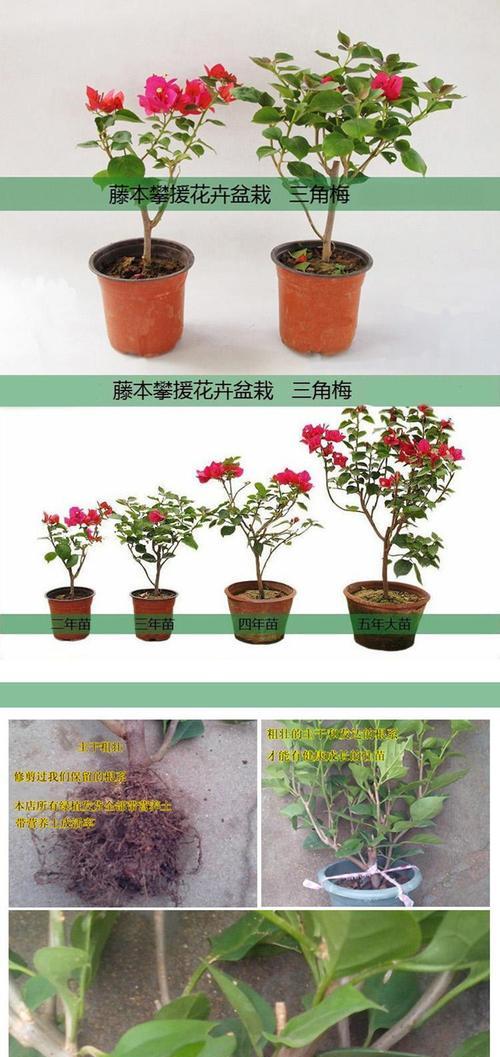 重瓣粉三角梅的正确养护方法是什么？