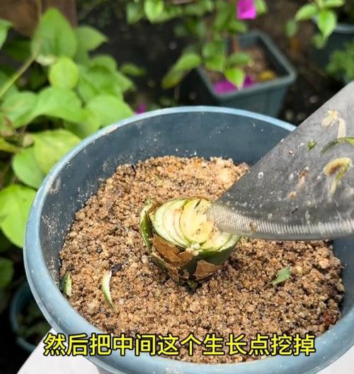 君子兰雀群兰的养殖技巧是什么？