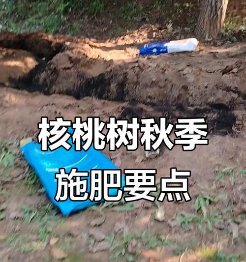 树木施肥量如何把握？施肥技巧有哪些？
