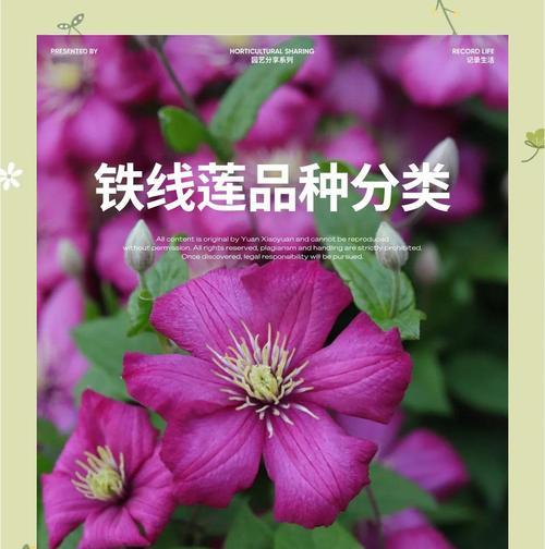 铁线莲冬季修剪技巧是什么？