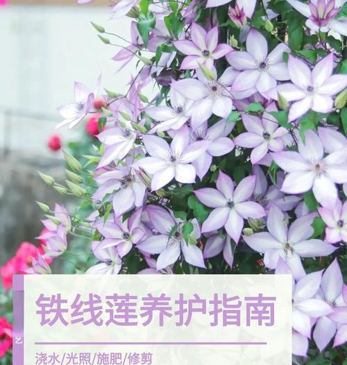 铁线莲冬季修剪技巧是什么？