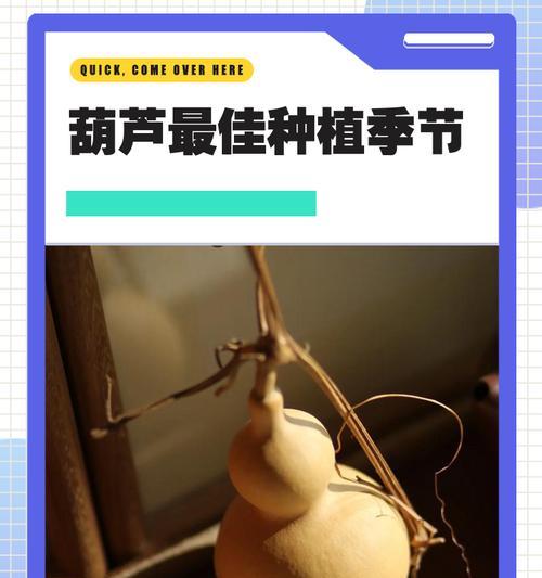 苕子的最佳播种季节是什么时候？