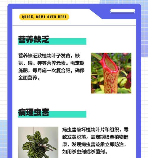 水培豌豆苗叶子发黄的原因是什么？