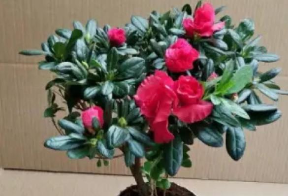 高山鹃叶子发黄应如何解决？