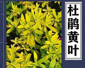 高山鹃叶子发黄应如何解决？
